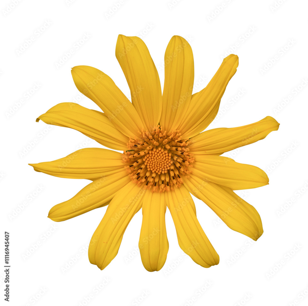 Obraz premium Tree marigold or Mexican flower Isolated on transparent background, PNG File