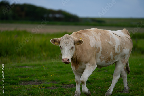 Wallpaper Mural Grazing cows. Cows at field. Cow herd at green pasture. Countryside landscape and pasture for cows. Cow herd in the countryside. Cows on farmland. Farming. Torontodigital.ca