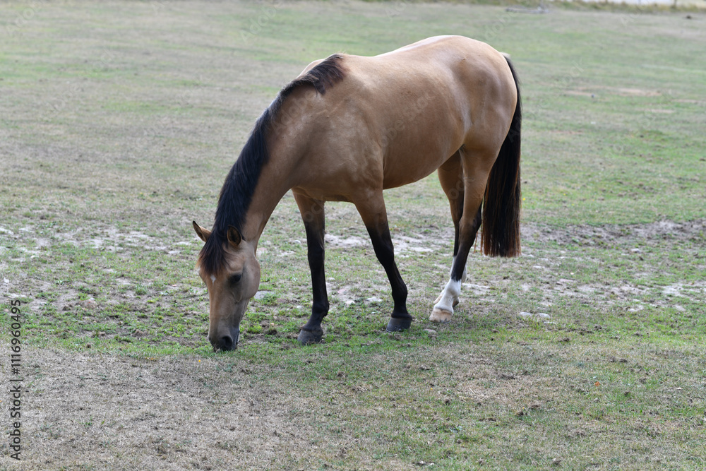 Obraz premium Horse grazing. Horse on nature. Portrait of a horse. Brown horses. Mammal animal concept. Horse riding.