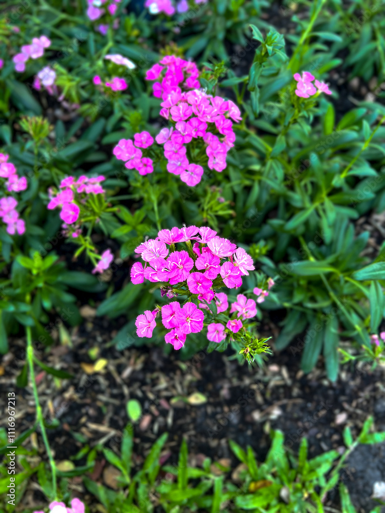 Fototapeta premium pink flowers in the garden