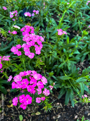 pink flowers in the garden