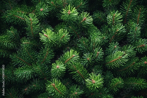 Close-up of Lush Green Pine Branches with Rich Textures and Natural Sheen