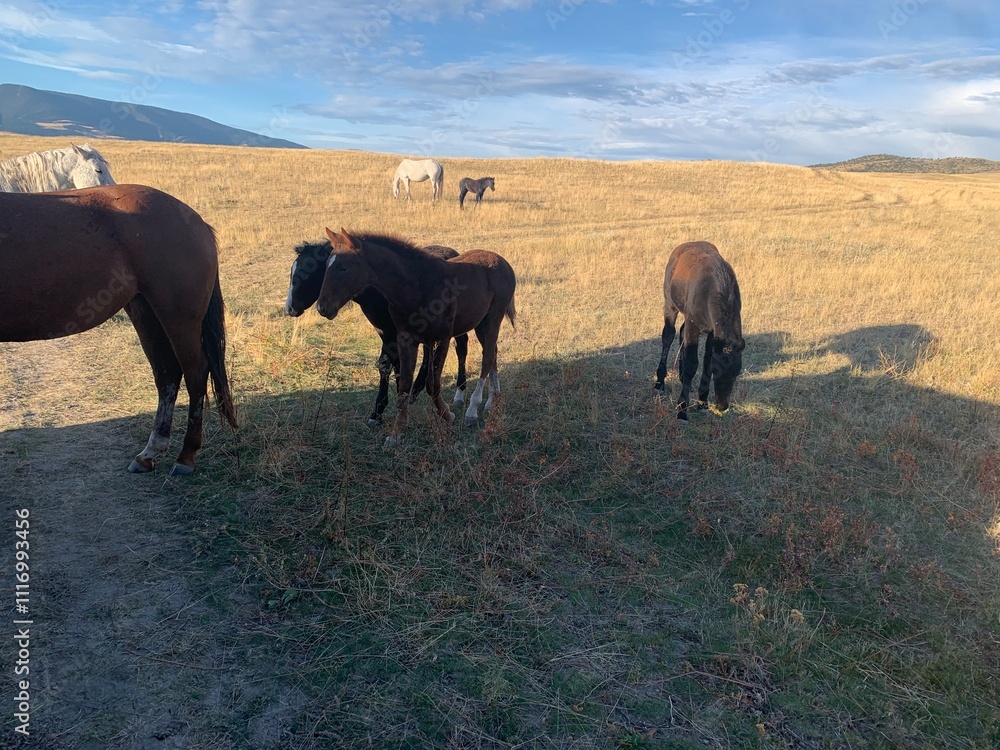 Obraz premium Horses 
