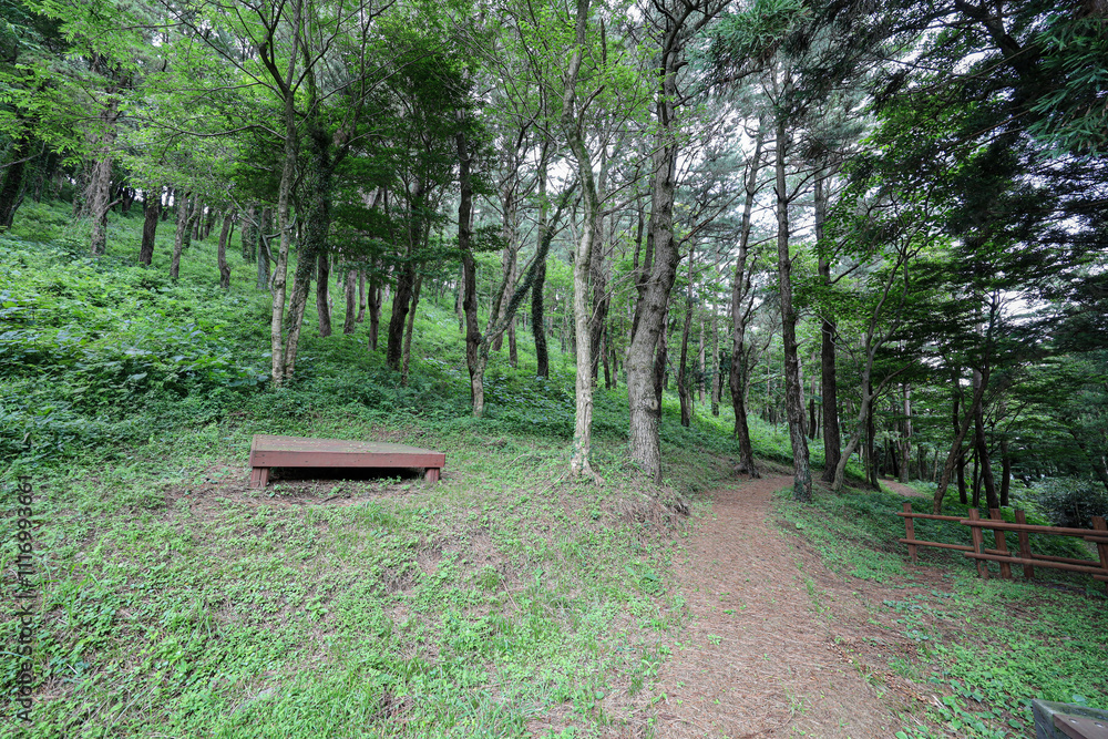 산 정상을 올라가는 숲 길 제주 제주시 봉개동 안세미오름 산 정상을 올라가는 숲 길 제주 제주시 봉개동 안세미오름