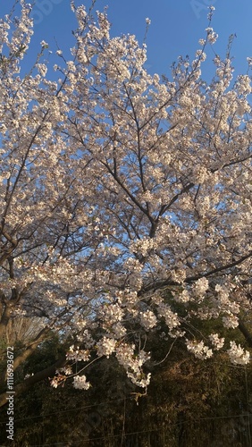 Wallpaper Mural 벚꽃 Torontodigital.ca