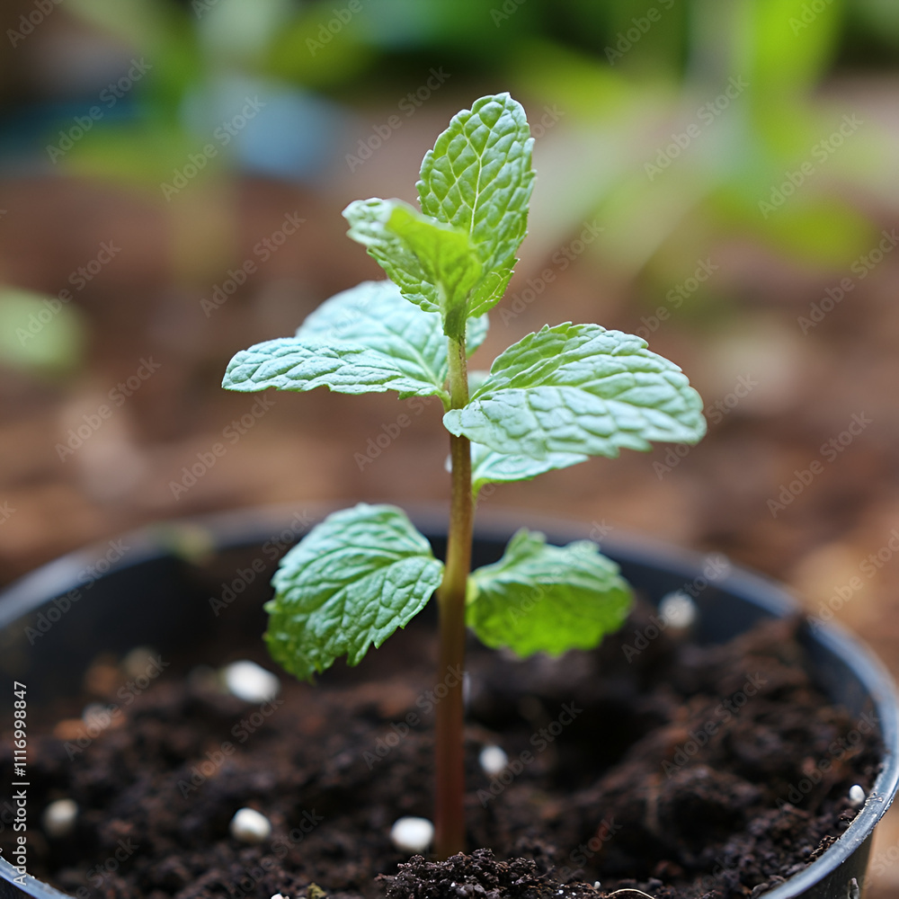 young plant in a pot, young plant, young tomato seedling young plant in a pot, young plant, young tomato seedling