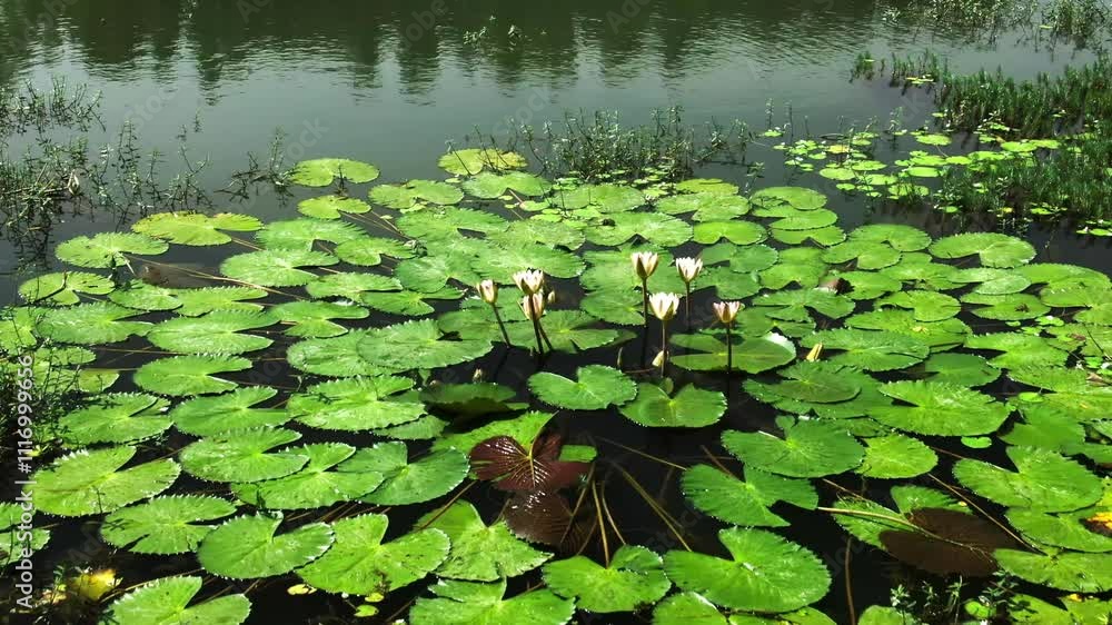 lotus water lily flower sits on green leaves floating on pond. lotus water lily flower sits on green leaves floating on pond.