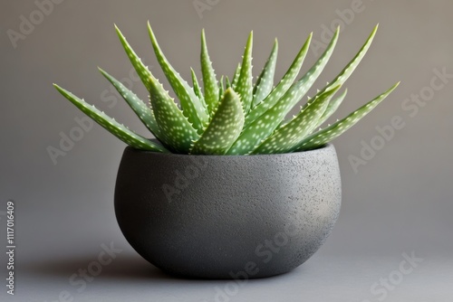 Fresh green aloe vera plant in a modern gray ceramic pot showcasing unique spiky succulent leaves and healing properties photo