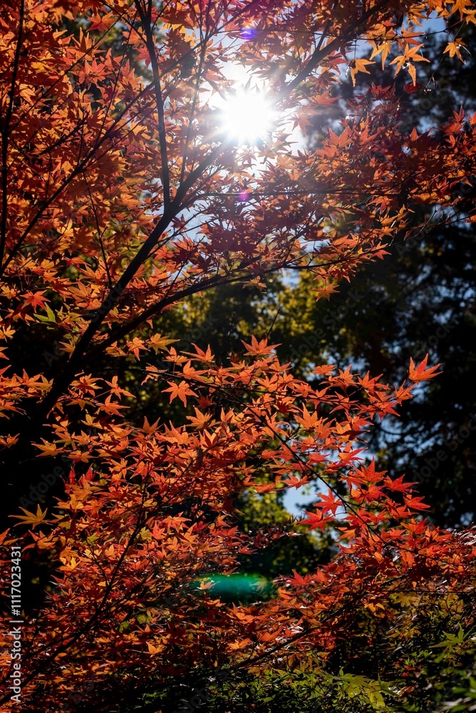 鎌倉2412　安国論寺21　もみじ紅葉