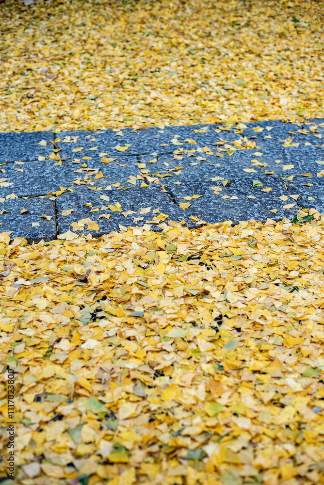 Obraz premium 鎌倉2412 安国論寺14 銀杏黄葉