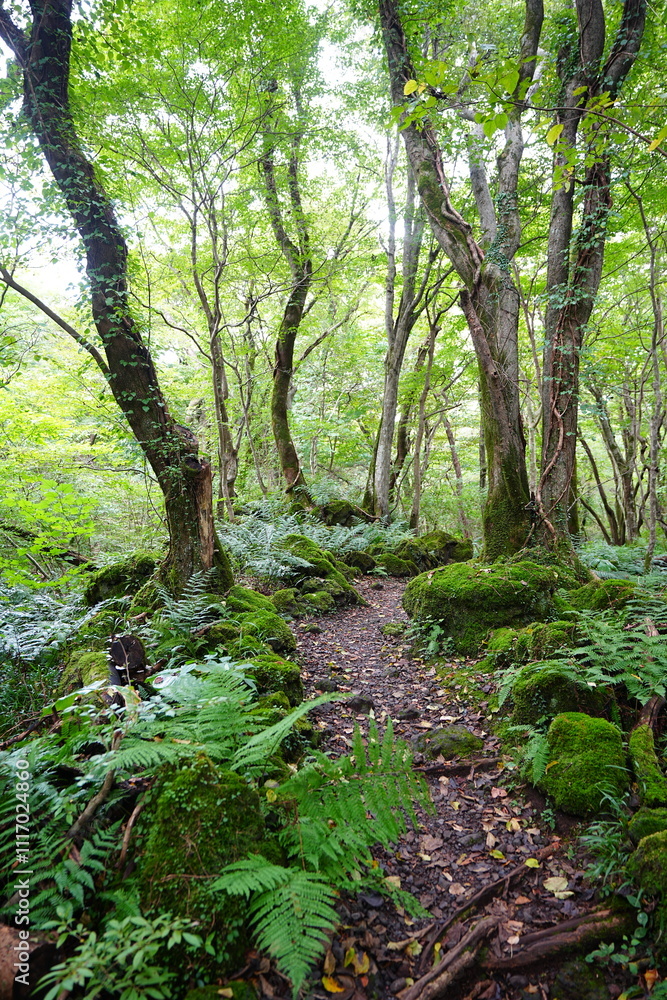 fine autumn path through mossy rocks and old trees fine autumn path through mossy rocks and old trees