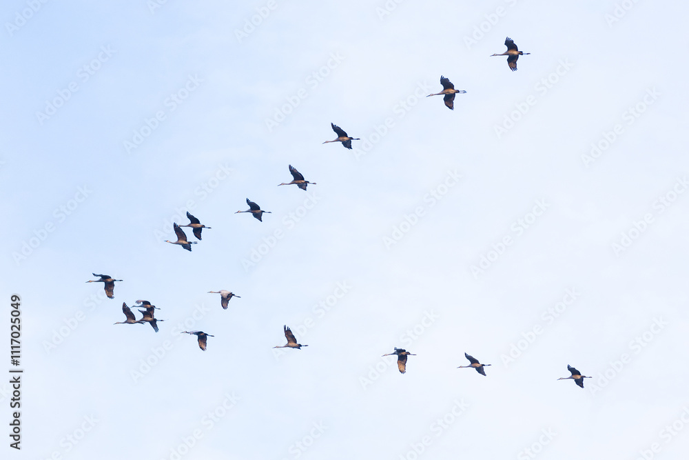 Obraz premium Sandhill Crane 2
