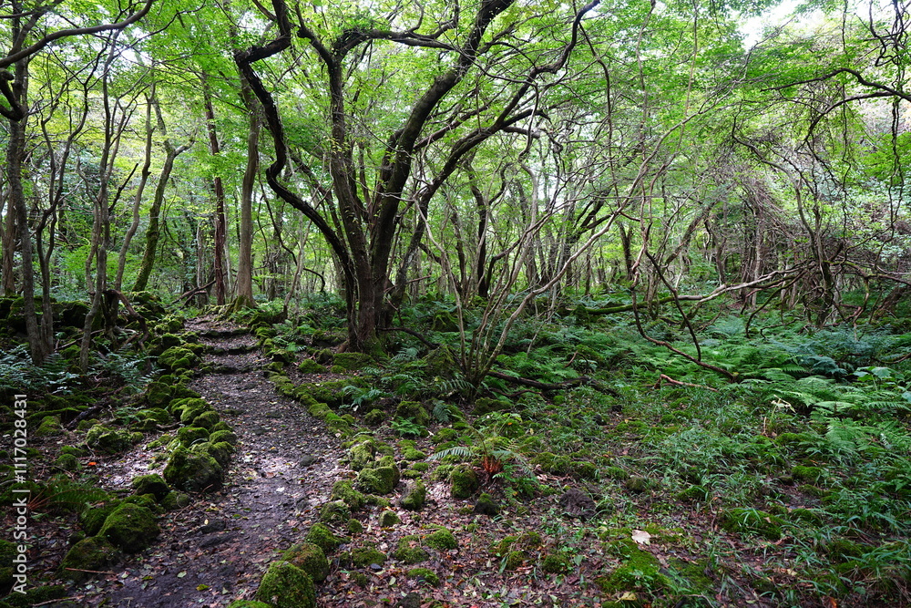 fine autumn path through mossy rocks and old trees fine autumn path through mossy rocks and old trees