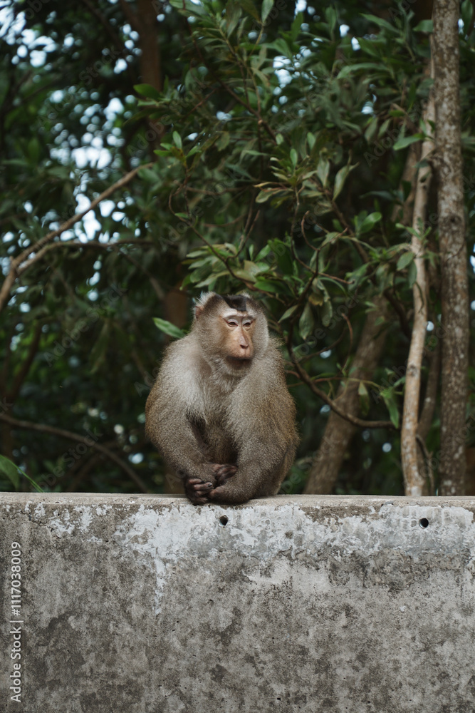 Fototapeta premium Monkey on a wall in Bokor, Cambodia