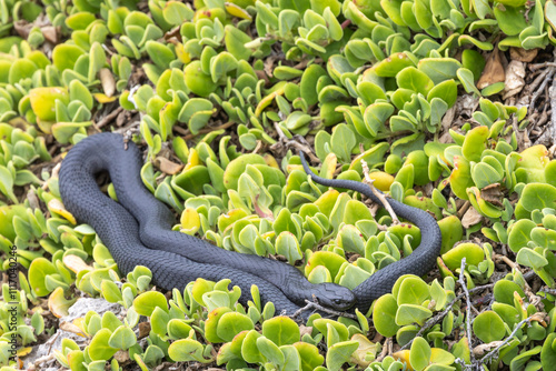 Black Tiger Snake basking on a bed of succlent plants, Kangaroo Island Australia photo