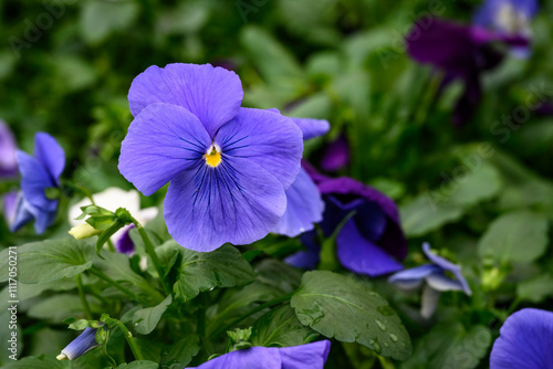 Flat of pansy plants for sale in a nursery market, blue purple flowers blooming, as a nature background
 photo