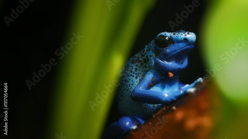 Close up of a blue colored poison dart frog resting on a tree