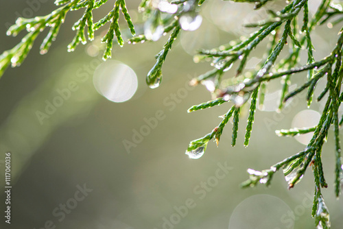 drops of dew on a cedar branch
