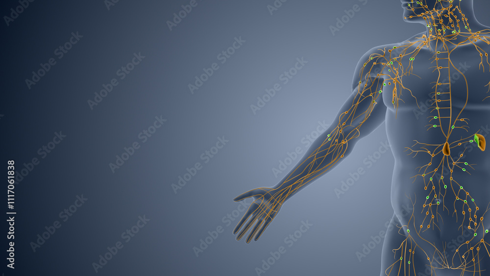 Obraz premium Immune Nodes and Vessels in Lymphatic System