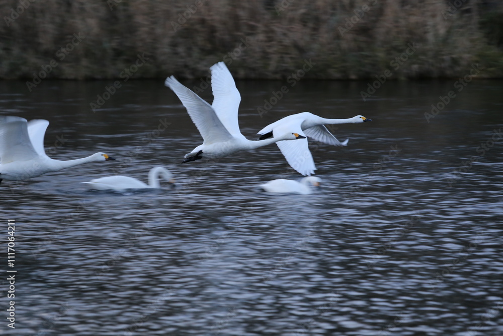 Historical filming in its heyday, which was the last swan migration to Azumino Historical filming in its heyday, which was the last swan migration to Azumino