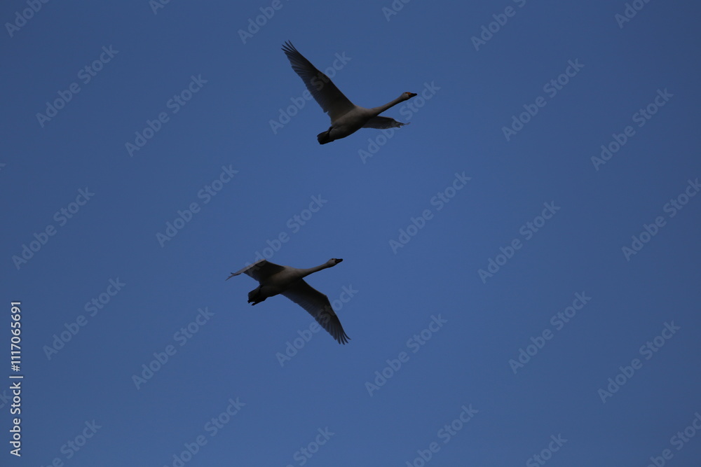 Fototapeta premium Historical filming in its heyday, which was the last swan migration to Azumino