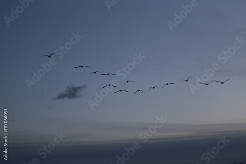 Historical filming in its heyday, which was the last swan migration to Azumino photo