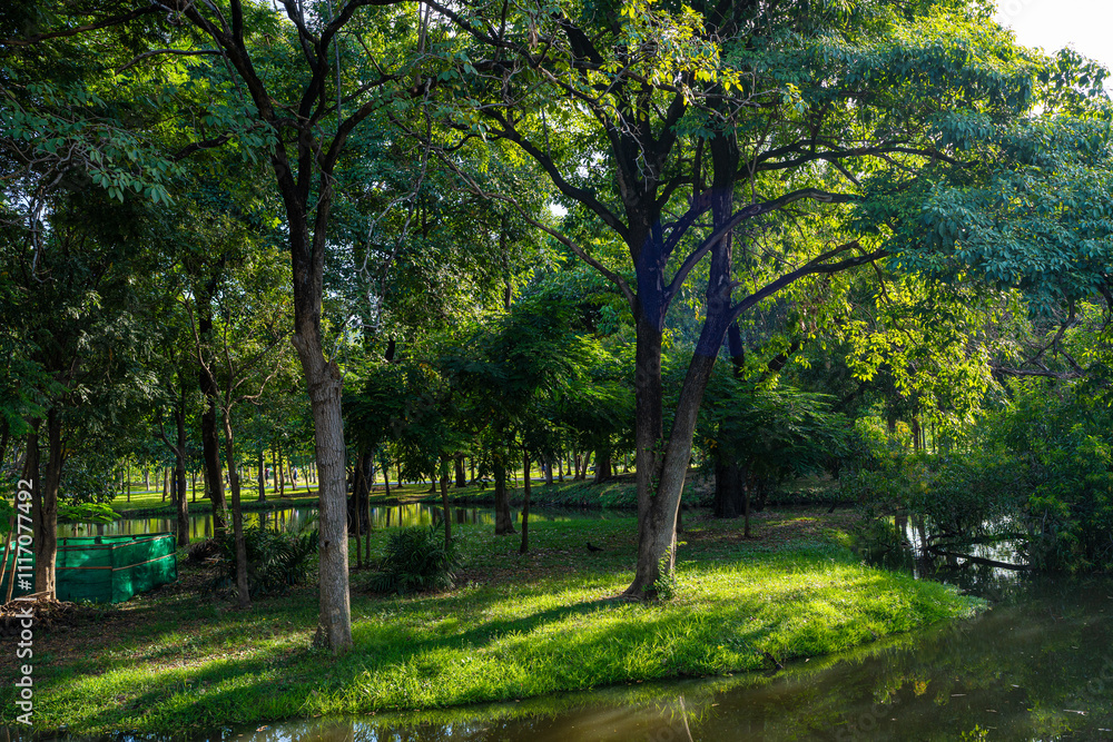 Obraz premium Green tropical forest city park pond sun light sunny sky