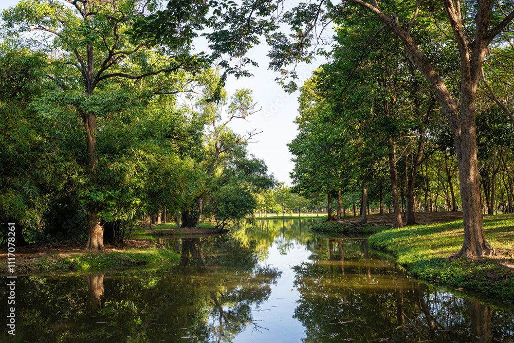 Green tropical forest city park pond sun light sunny sky Green tropical forest city park pond sun light sunny sky