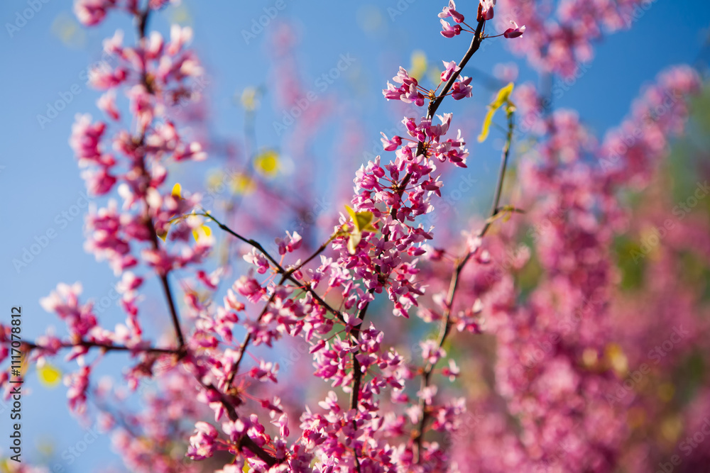 Branches of blossoming sakura are photographed in spring against the backdrop of a clear blue sky in Kyiv, Ukraine. Branches of blossoming sakura are photographed in spring against the backdrop of a clear blue sky in Kyiv, Ukraine.
