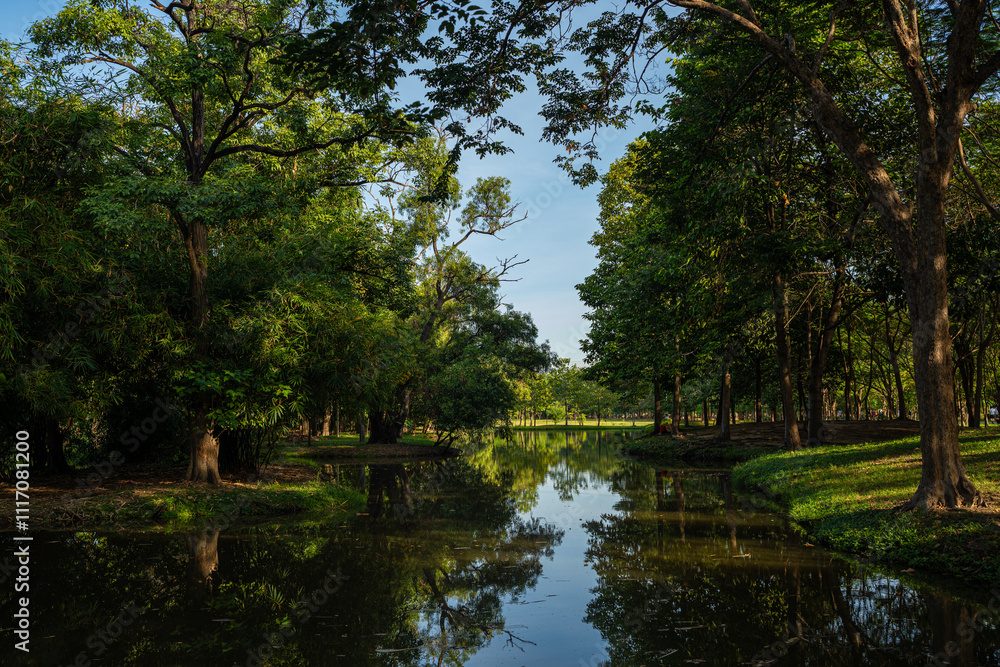 Green tropical forest city park pond sun light sunny sky Green tropical forest city park pond sun light sunny sky