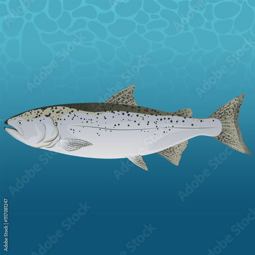 Farmed Salmon Fish