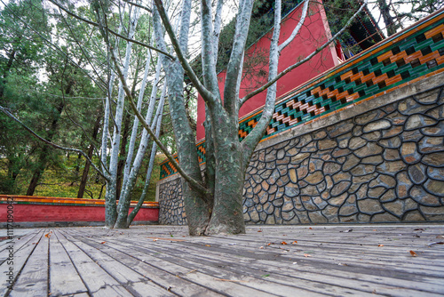 White Pine in the Pine Hall of Summer Palace in Beijing photo