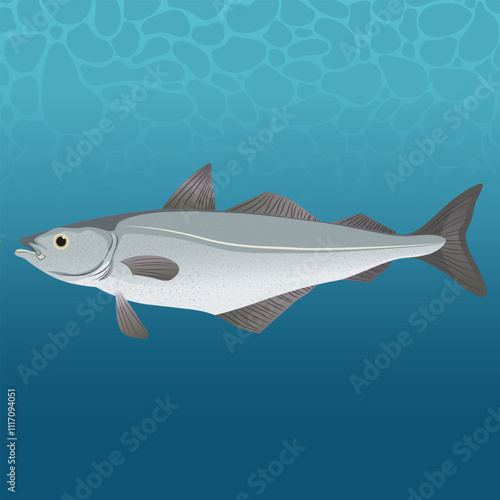 Saithe Fish