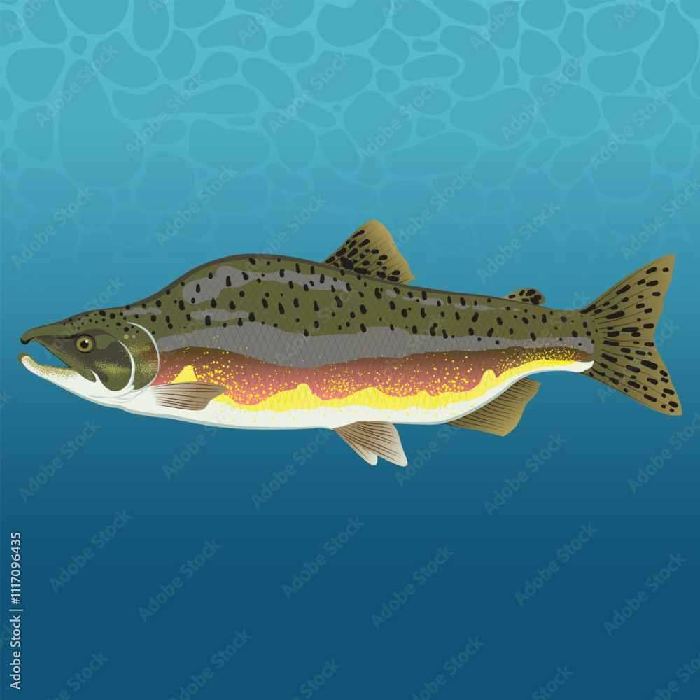 Fototapeta premium Wild Salmon Fish