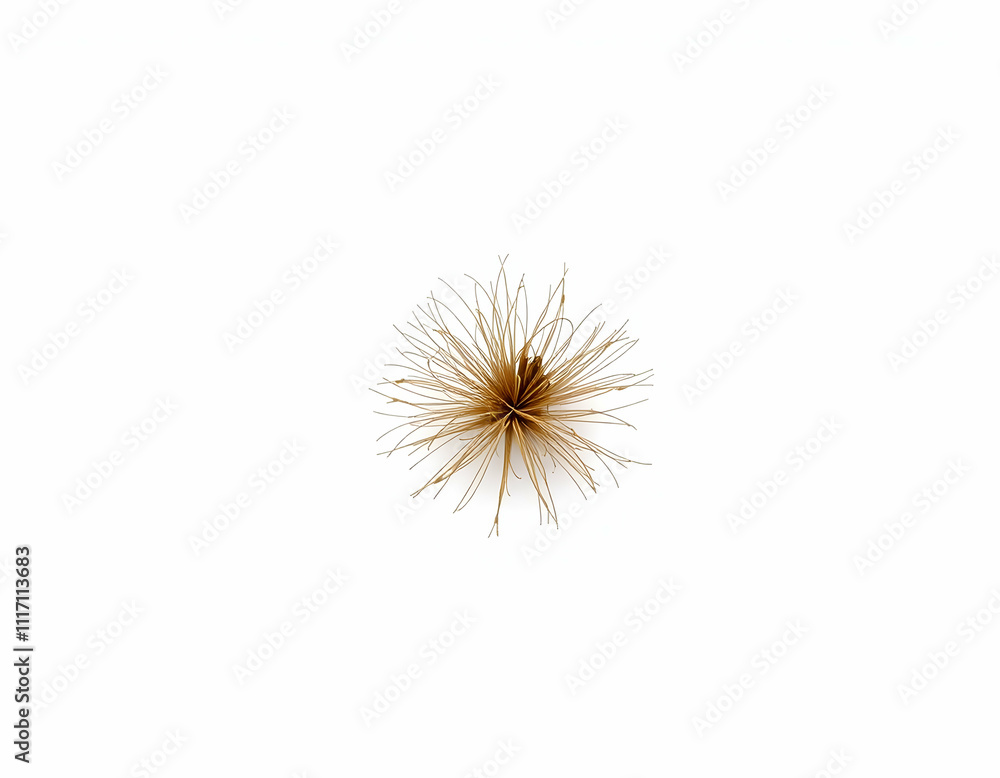 Fototapeta premium dandelion seed head