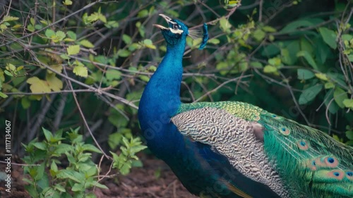 Wallpaper Mural Colorful male peacock opening its beak and screaming Torontodigital.ca