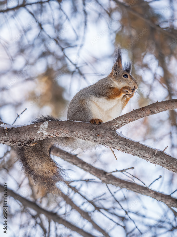 Fototapeta premium The squirrel with nut sits on tree in the winter or late autumn