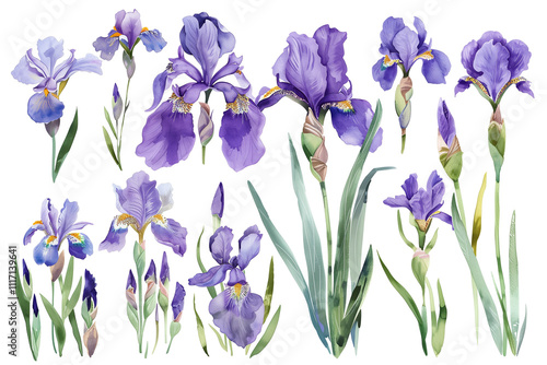 Isolated collection of delicate purple irises on a white background for spring decoration