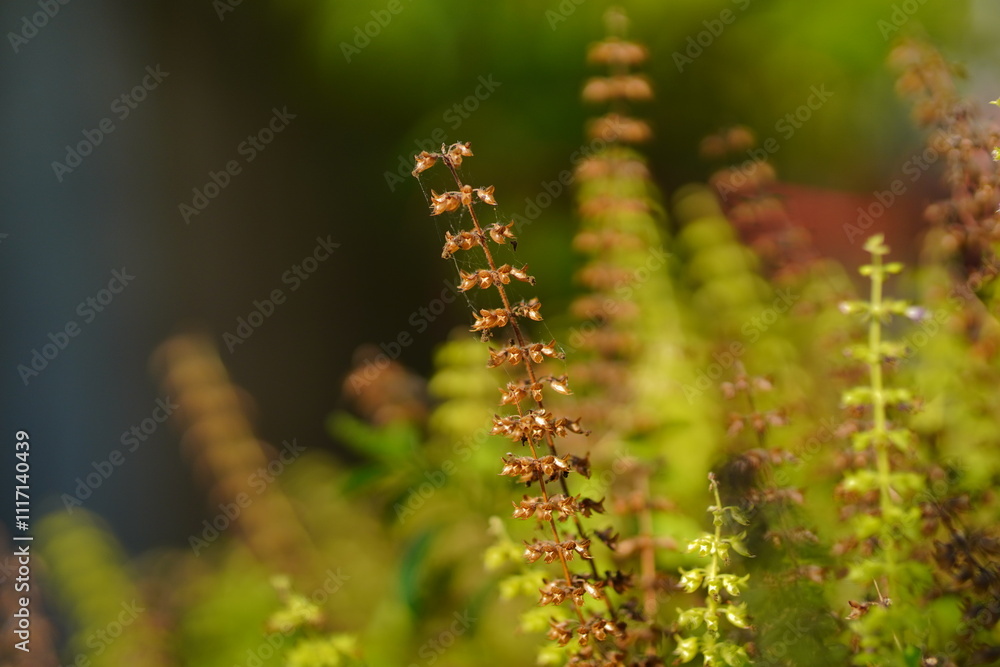 Thai Holy basil Ocimum tenuiflorum sanctum or Tulsi kaphrao Holy basil is an erect, Leaves red vegetable with flower blooming in garden on nature background Thai Holy basil Ocimum tenuiflorum sanctum or Tulsi kaphrao Holy basil is an erect, Leaves red vegetable with flower blooming in garden on nature background
