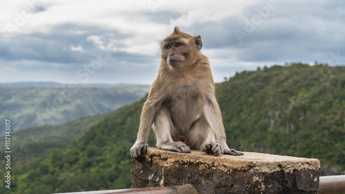 Photos The crab-eating monkey is sitting on top of the fence, looking into the distance