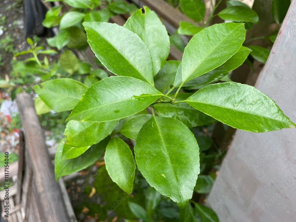 Citrus cavaleriei, the Ichang papeda is a slow growing species of papeda that has characteristic lemon scented foliage and flowers. Citrus cavaleriei, the Ichang papeda is a slow growing species of papeda that has characteristic lemon scented foliage and flowers.