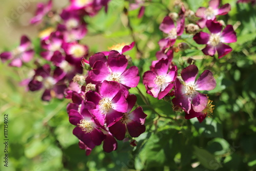 Rose gardenspring roses,
spring flowers,
flowers that bloom in spring,
Keisei Rose Garden, photo