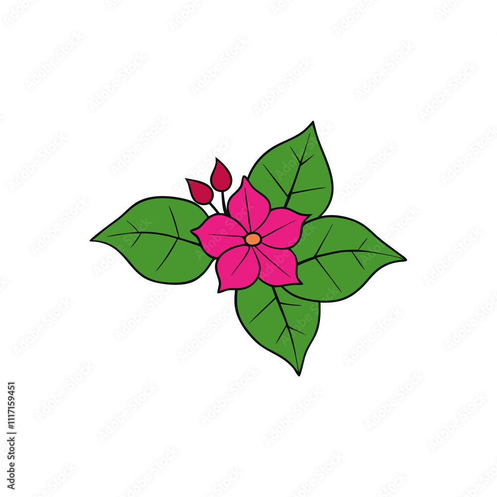 bougainvillea vector illustration bougainvillea vector illustration
