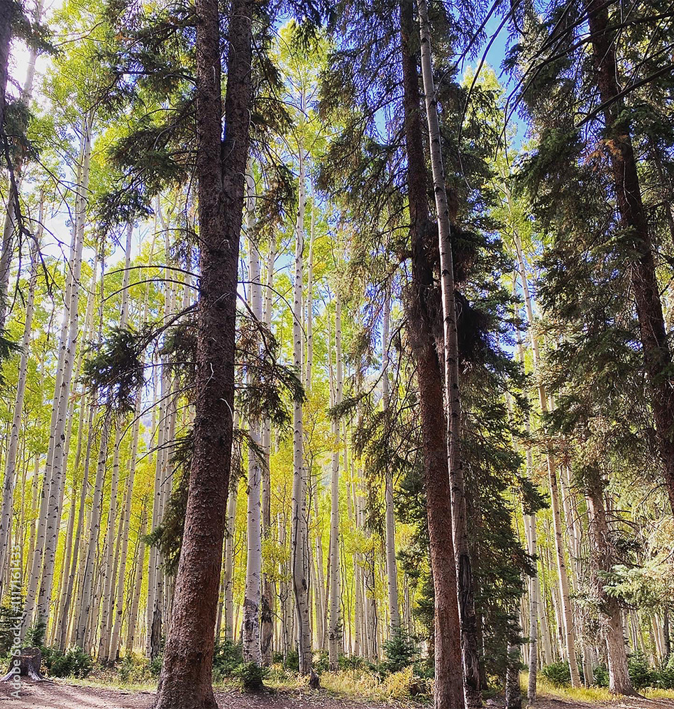 Obraz premium forest in autumn