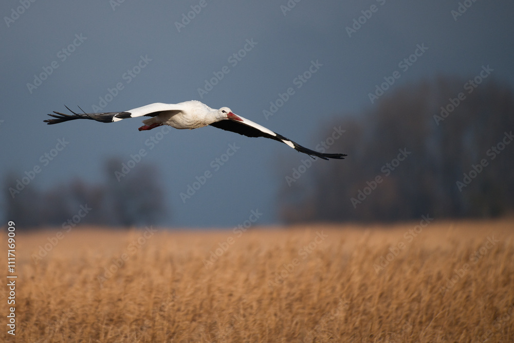 Obraz premium white stork in flight