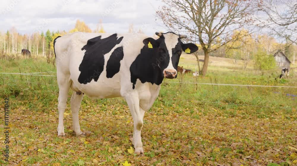 Black and white Holstein cow grazing in an open grassy pasture on a calm day, front angled static Black and white Holstein cow grazing in an open grassy pasture on a calm day, front angled static