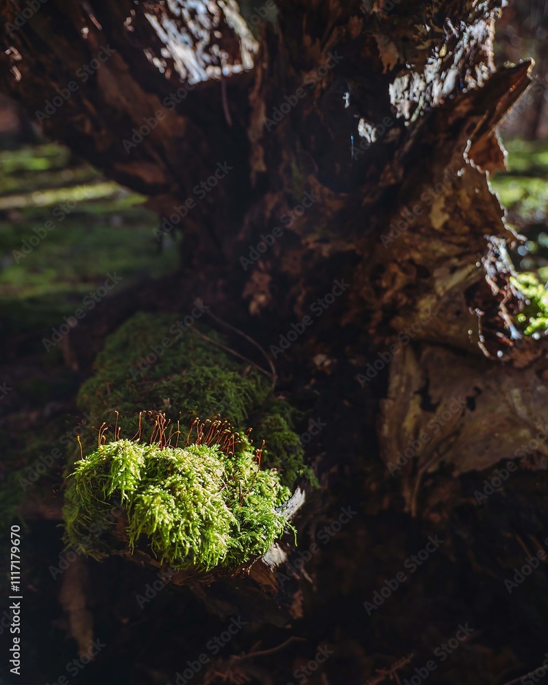 Obraz premium Lush Green Moss on Tree Bark in Natural Setting