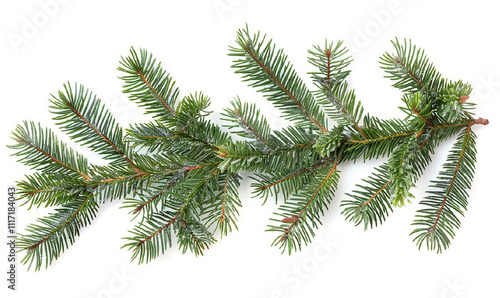 A long green branch of a pine tree. The branch is long and thin, and it is covered in green leaves. The image has a serene and peaceful mood, as the pine tree is a symbol of nature and tranquility