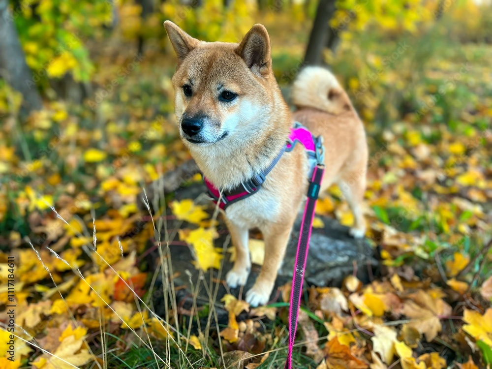 Captivating autumn scene featuring a young red and white Japanese Shiba Inu dog strolling through a carpet of golden leaves. High quality close-up photo. Plenty of copy space available. Captivating autumn scene featuring a young red and white Japanese Shiba Inu dog strolling through a carpet of golden leaves. High quality close-up photo. Plenty of copy space available.