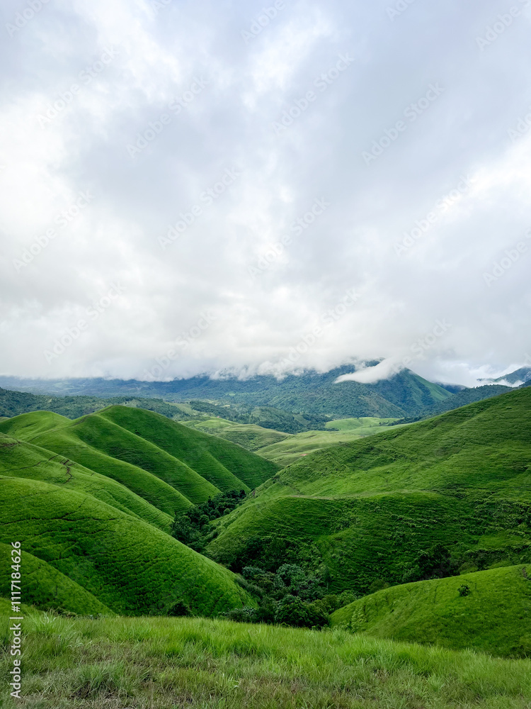 Obraz premium The beautiful mountiane grass at Phu Hua Lon, Xaysomboun Province, Lao PDR. tourism of laos.